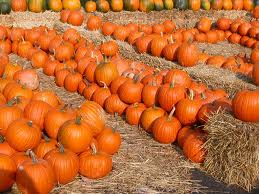 pumpkins farm