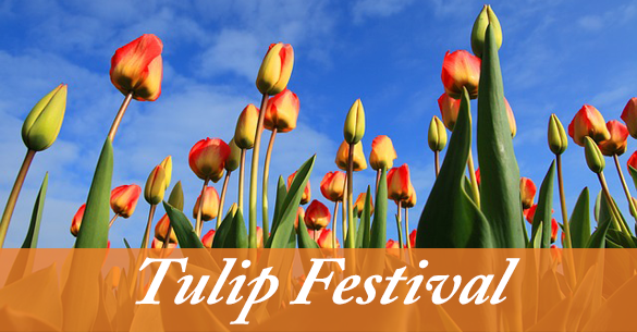 Thanksgiving Point Tulip Festival