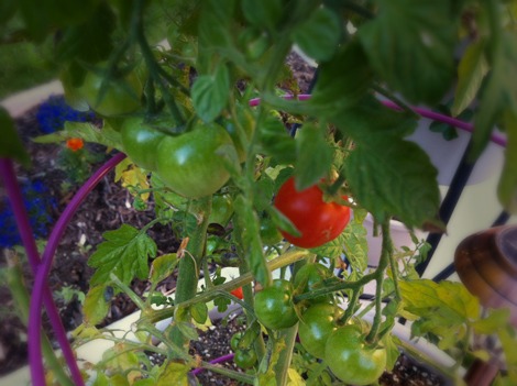 tomato