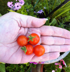tomato2