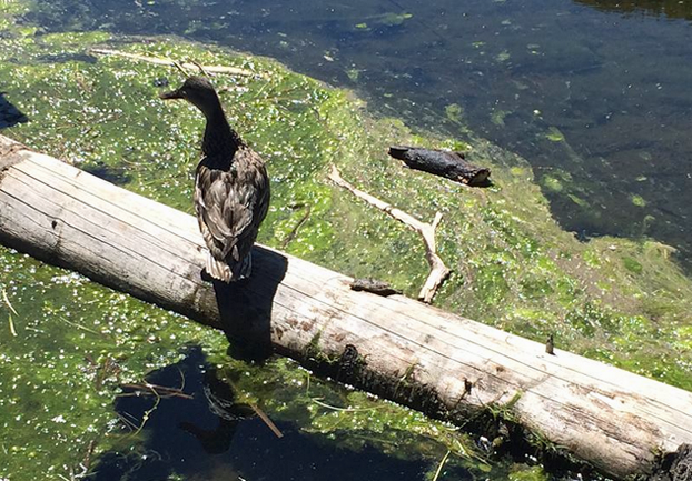 Earth Day Coupons4Utah