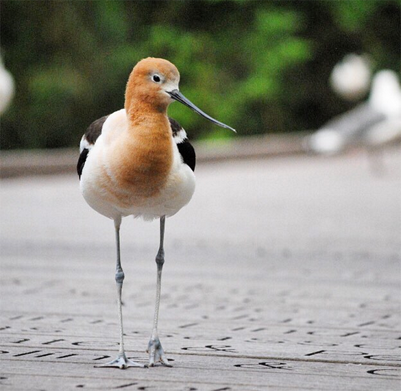 Photo Credit Tracy Aviary