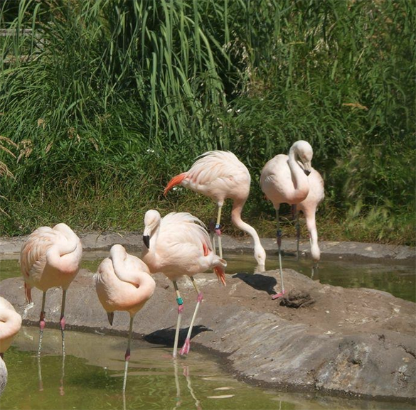 Tracy Aviary Flamingos