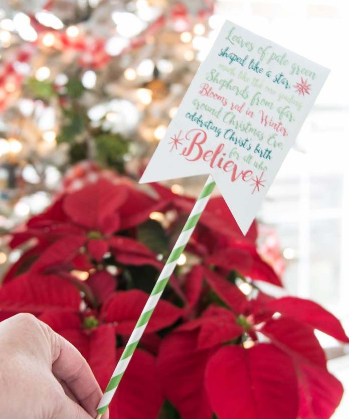 poinsettia1
