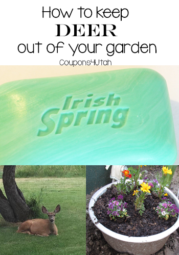 How To Keep Deer Out of Your Garden - Coupons4Utah